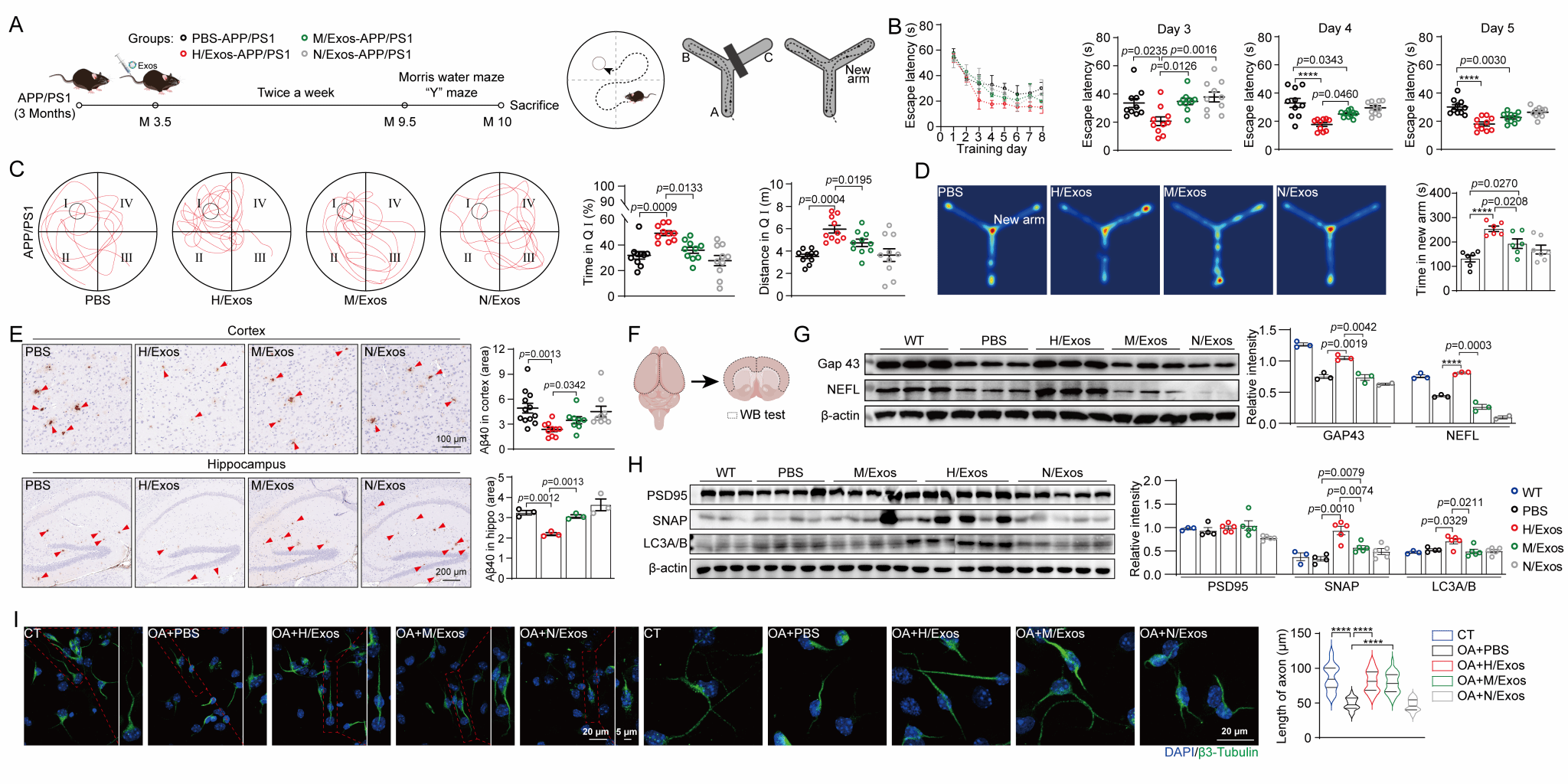 圖 3 雜交細胞外泌體修復(fù)神經(jīng)元損傷改善APPPS1小鼠認知功能.png