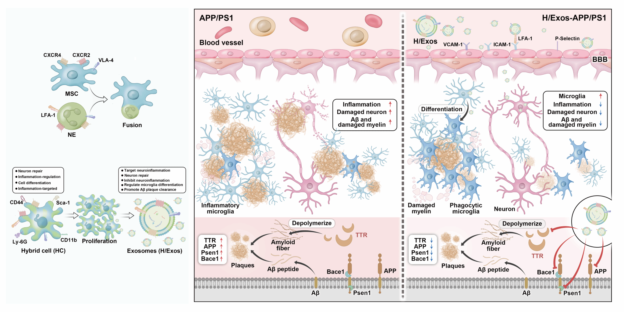 示意圖 MSCs-NEs雜交細胞制備及其外泌體HExos精準治療阿爾茨海默病的相關(guān)機制1.png